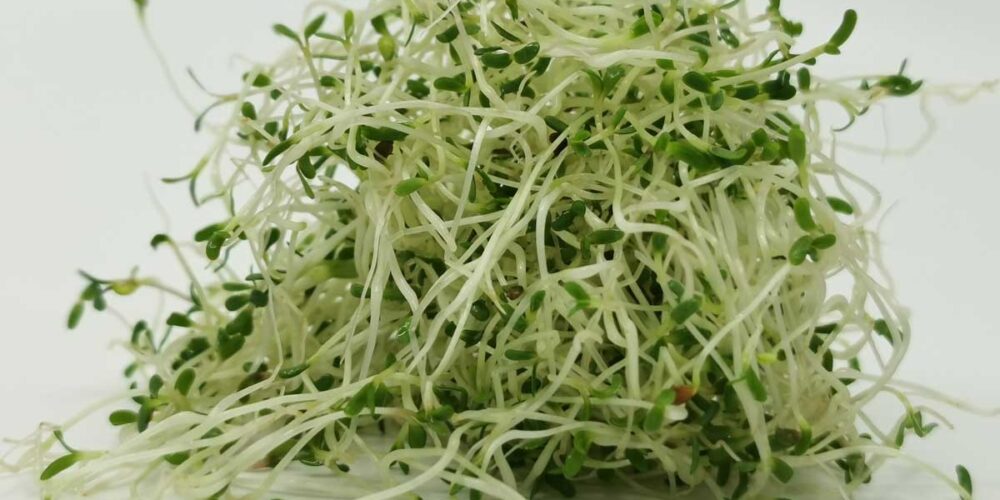 bio-sprossen-alfalfa-Luzerne